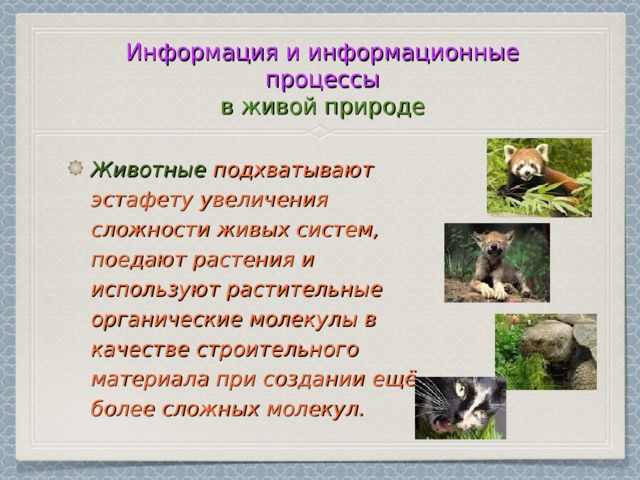 Информация и информационные процессы  в живой природе Животные  подхватывают эстафету увеличения сложности живых систем, поедают растения и используют растительные органические молекулы в качестве строительного материала при создании ещё более сложных молекул. 