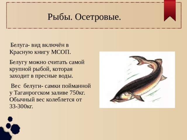 Рыбы кировской области презентация