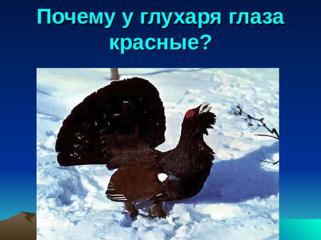 Глухарь день рождения глухаря. Почему у глухаря глаза красные. Глухарь глаза. Почему Глухарь?.