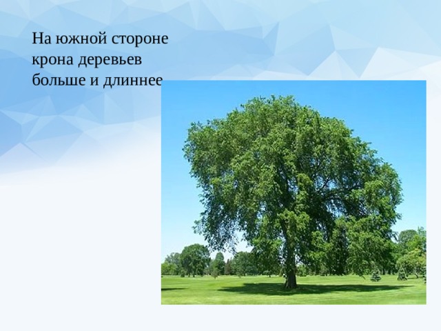 Крона дерева это. Ориентирование по Кроне деревьев. Ориентир по Кроне дерева. Дерево с Южной стороны. Ориентирование на местности по Кроне деревьев.