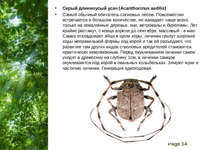 Кассиопея дровосек текст