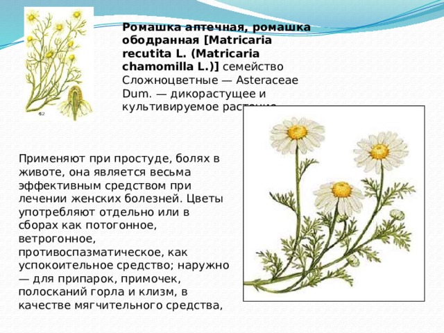 Диаграмма ромашки аптечной