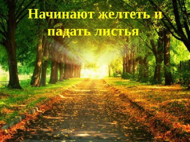 Начинают желтеть и падать листья 
