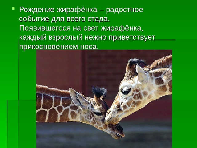Презентация про жирафа для дошкольников
