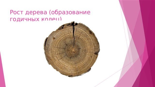 Рост дерева (образование годичных колец) 