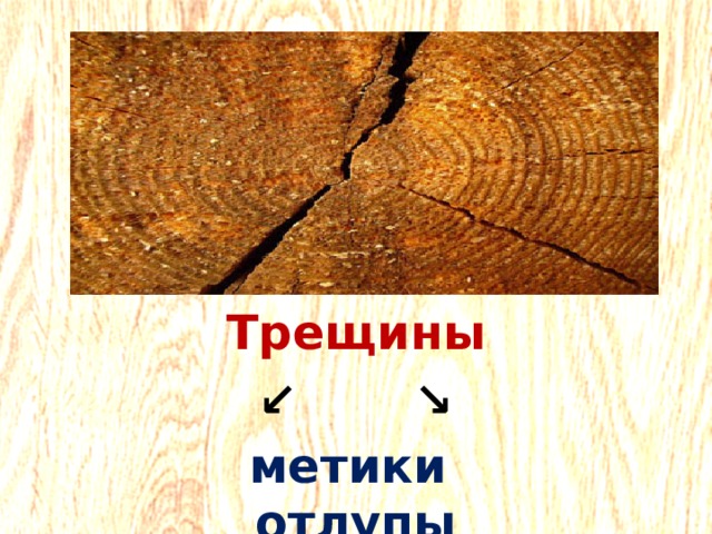 Трещина в древесине 5. Пороки древесины отлуп. Пороки древесины трещина Метик. Трещины древесины Метик крестовой. Пороки трещины отлуп.