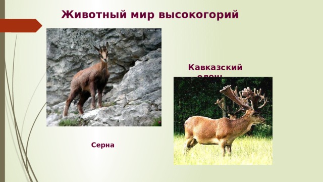 Животный мир высокогорий Кавказский олень Серна
