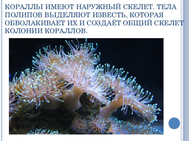 Кораллы имеют наружный скелет. Тела полипов выделяют известь, которая обволакивает их и создаёт общий скелет колонии кораллов. 