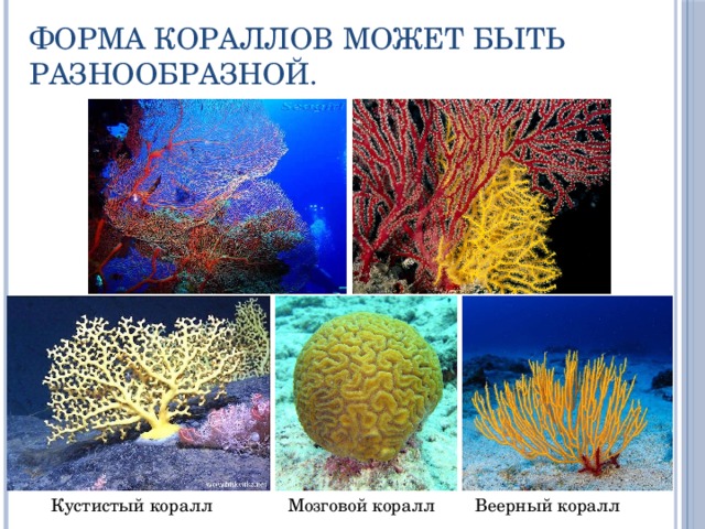 Форма кораллов может быть разнообразной. Мозговой коралл Веерный коралл Кустистый коралл 