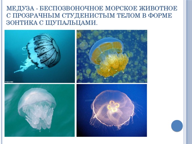 Медуза - беспозвоночное морское животное с прозрачным студенистым телом в форме зонтика с щупальцами. 