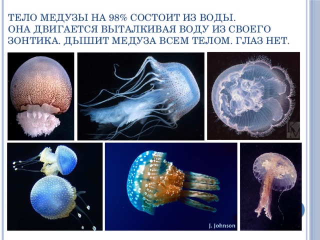 Тело медузы на 98% состоит из воды.  Она двигается выталкивая воду из своего зонтика. Дышит медуза всем телом. Глаз нет. 