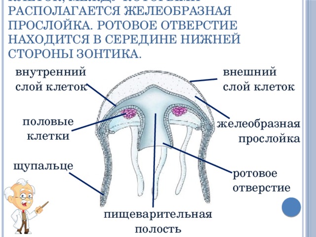Тело медузы состоит из двух слоёв клеток, между которыми располагается желеобразная прослойка. Ротовое отверстие находится в середине нижней стороны зонтика. внешний слой клеток внутренний  слой  клеток половые  клетки желеобразная  прослойка щупальце ротовое  отверстие пищеварительная  полость 