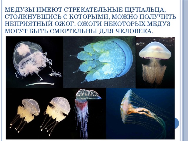 Медузы имеют стрекательные щупальца, столкнувшись с которыми, можно получить неприятный ожог. Ожоги некоторых медуз могут быть смертельны для человека. 