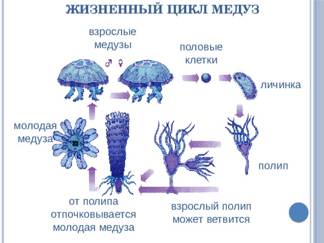 Жизненный цикл медуз взрослые медузы половые клетки личинка молодая медуза полип от полипа отпочковывается молодая медуза взрослый полип может ветвится 