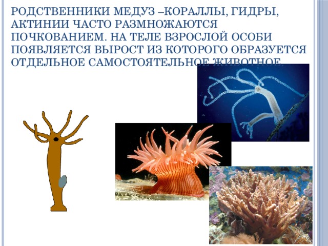 Родственники медуз –кораллы, гидры, актинии часто размножаются почкованием. На теле взрослой особи появляется вырост из которого образуется отдельное самостоятельное животное. 
