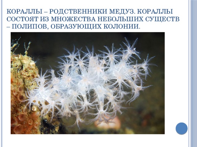 Кораллы – родственники медуз. Кораллы состоят из множества небольших существ – полипов, образующих колонии. 