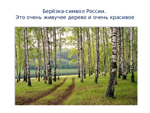 Берёзка-символ России.  Это очень живучее дерево и очень красивое 