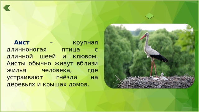 Аист – крупная длинноногая птица с длинной шеей и клювом. Аисты обычно живут вблизи жилья человека, где устраивают гнёзда на деревьях и крышах домов. 