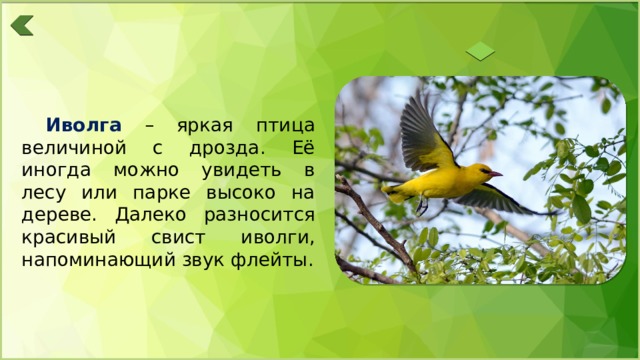 Иволга – яркая птица величиной с дрозда. Её иногда можно увидеть в лесу или парке высоко на дереве. Далеко разносится красивый свист иволги, напоминающий звук флейты. 