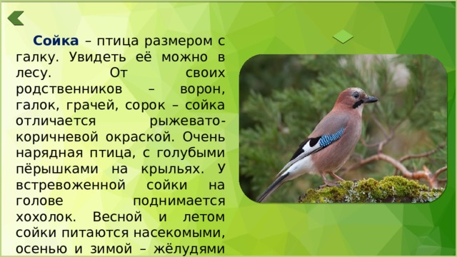 Сойка – птица размером с галку. Увидеть её можно в лесу. От своих родственников – ворон, галок, грачей, сорок – сойка отличается рыжевато-коричневой окраской. Очень нарядная птица, с голубыми пёрышками на крыльях. У встревоженной сойки на голове поднимается хохолок. Весной и летом сойки питаются насекомыми, осенью и зимой – жёлудями и орехами. 