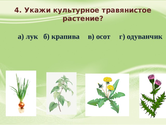 Культурные травянистые растения