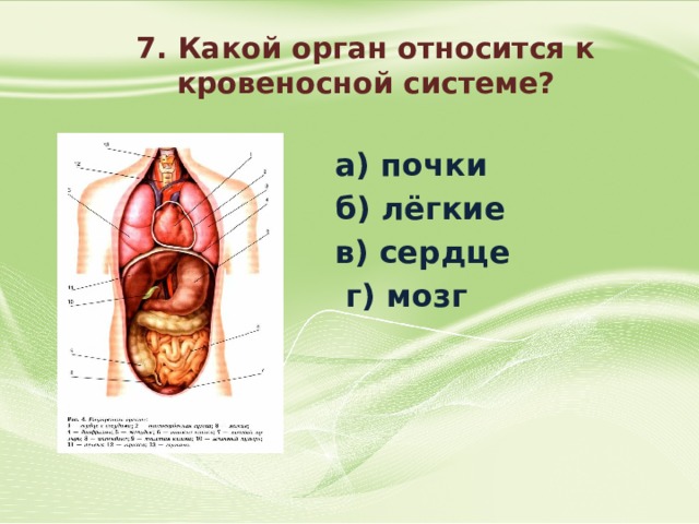 Наружные женские органы относятся. Легкие к какой системе органов относится. Какие органы относятся к кровеносной системе. Какой орган относится к кровеносной системе почки лёгкие сердце мозг. Сердце относится к системе органов.