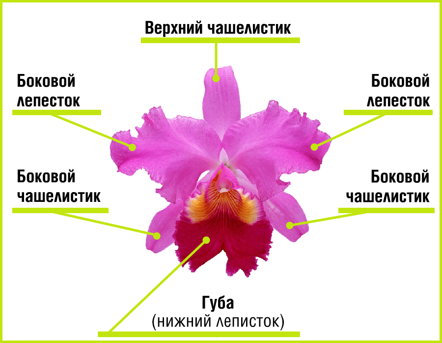 Форма цветка орхидеи