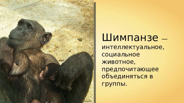 Шимпанзе — интеллектуальное, социальное животное, предпочитающее объединяться в группы. Ba'Gamna n 