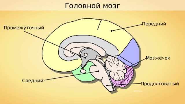 Головной мозг Передний Промежуточный Мозжечок Средний Продолговатый NEUROtiker 