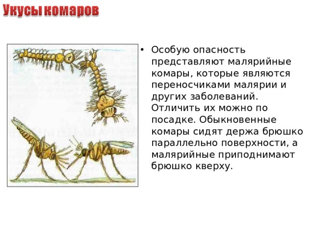 Особую опасность представляют малярийные комары, которые являются переносчиками малярии и других заболеваний. Отличить их можно по посадке. Обыкновенные комары сидят держа брюшко параллельно поверхности, а малярийные приподнимают брюшко кверху. 