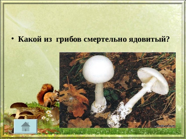 Какой из грибов смертельно ядовитый? 