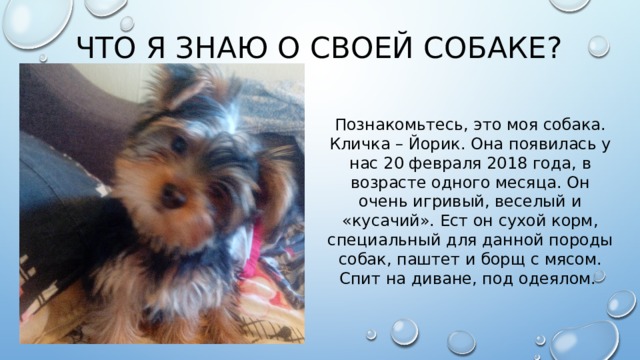 Что я знаю о своей собаке? Познакомьтесь, это моя собака. Кличка – Йорик. Она появилась у нас 20 февраля 2018 года, в возрасте одного месяца. Он очень игривый, веселый и «кусачий». Ест он сухой корм, специальный для данной породы собак, паштет и борщ с мясом. Спит на диване, под одеялом. 