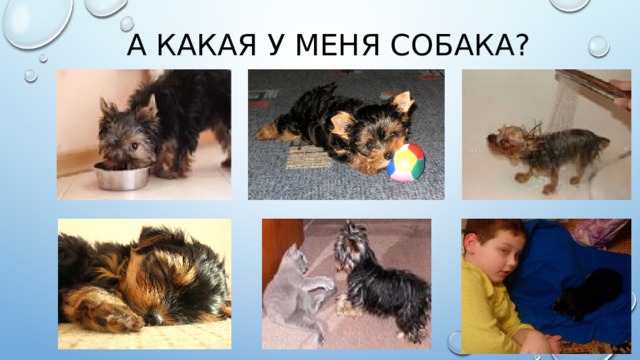 А какая у меня собака? 