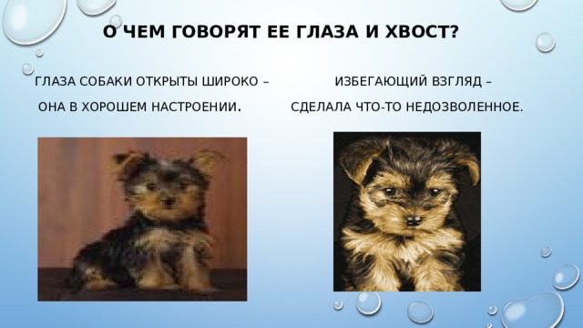 О чем говорят ее глаза и хвост?  глаза собаки открыты широко – Избегающий взгляд –  она в хорошем настроении . сделала что-то недозволенное. 