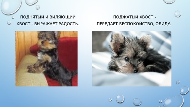  Поднятый и виляющий Поджатый хвост -  хвост - выражает радость. Передает беспокойство, обиду. 