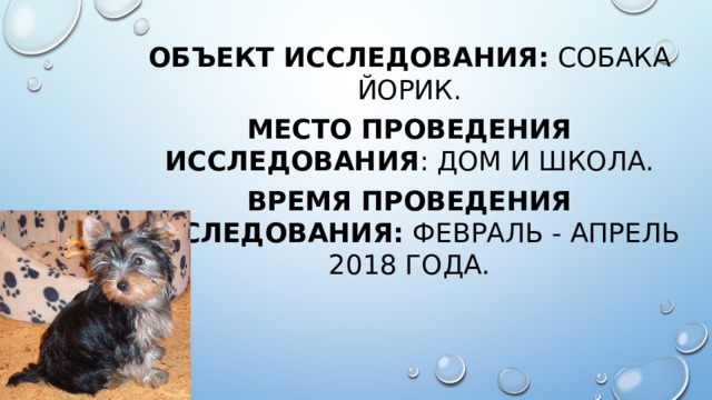 Объект исследования: собака Йорик. Место проведения исследования : дом и школа. Время проведения исследования: февраль - апрель 2018 года. 