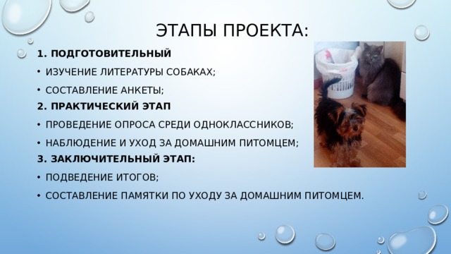 Этапы проекта: 1. Подготовительный изучение литературы собаках; составление анкеты;  2. Практический этап проведение опроса среди одноклассников; наблюдение и уход за домашним питомцем; 3. Заключительный этап: подведение итогов; составление памятки по уходу за домашним питомцем. 