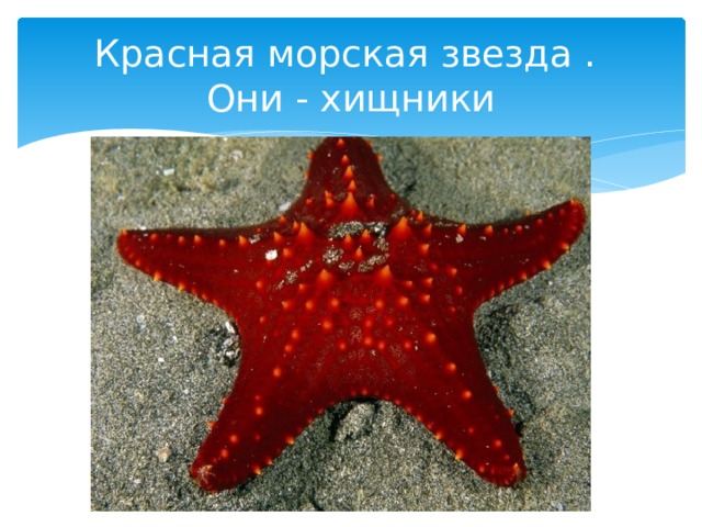 Морская звезда фото описание