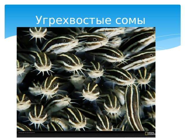 Угрехвостые сомы косяк