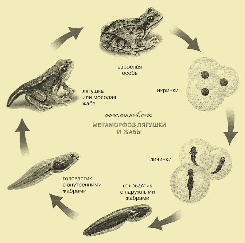 Развитие лягушки