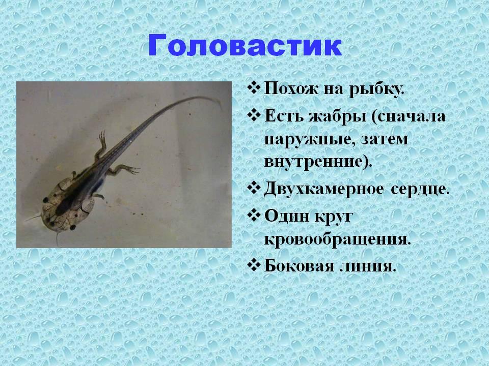 Жабры у личинок лягушки. Головастики доклад 4 класс. Годовой цикл амфибий. Годовой цикл жизни земноводных. Наружные жабры у головастиков.