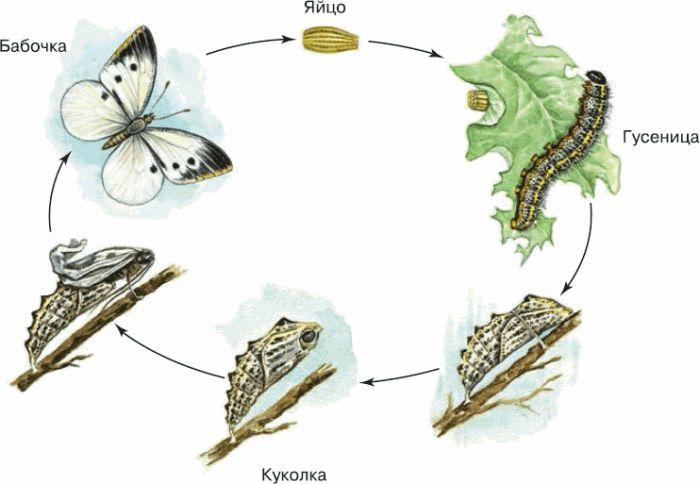 Развитие бабочки схема 3 класс окружающий мир