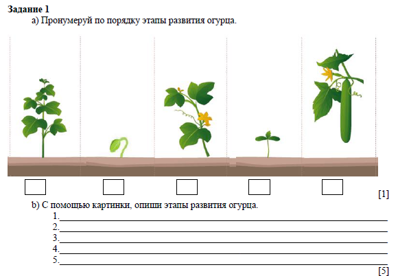 Пронумеруй действия по порядку изготовить модель по эскизу назвать существенные свойства