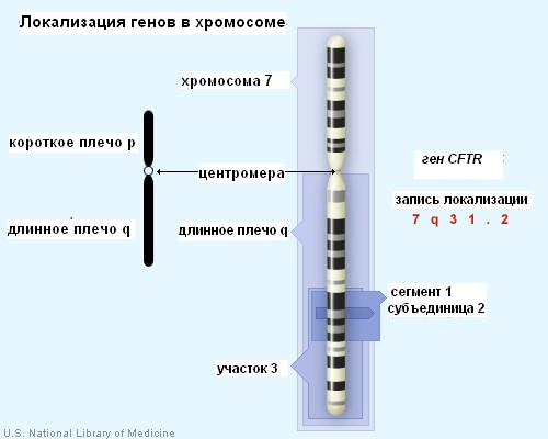 Местоположение гена в хромосоме. Короткое и длинное плечо хромосомы. Генетическая карта хромосомы короткое плечо. Длинное плечо хромосомы. Двенадцатая хромосома человека.