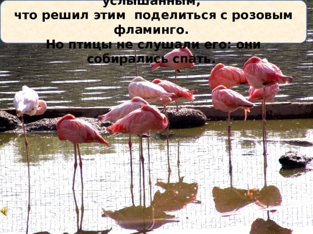 Рома был удивлен всем увиденным и услышанным, что решил этим поделиться с розовым фламинго. Но птицы не слушали его: они собирались спать. 