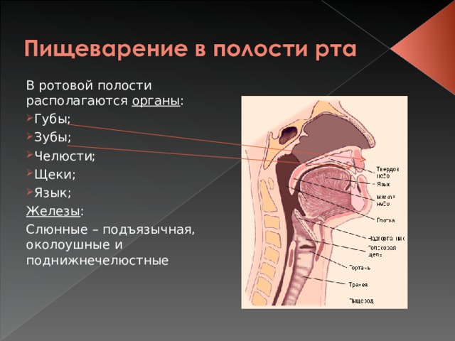 Полость находиться. Органы находящиеся в ротовой полости. Органы располагающиеся в полости рта. Функциональная анатомия полости рта.