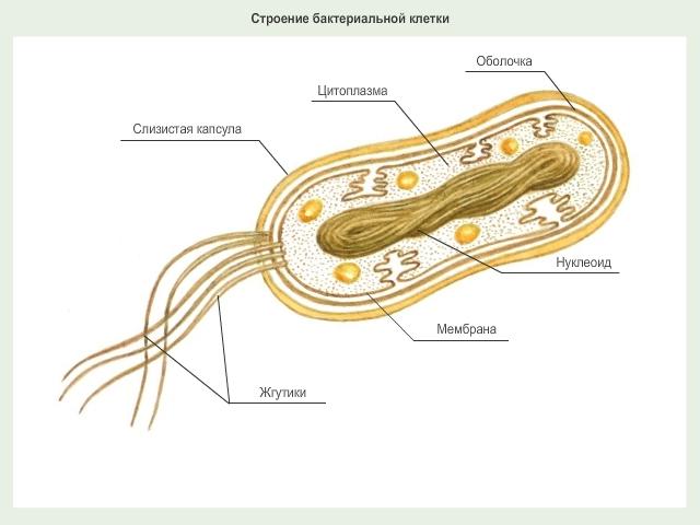 Как называется структура бактериальной клетки обозначенная на рисунке цифрой 1