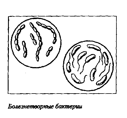 Биология технологическая карта урока бактерии