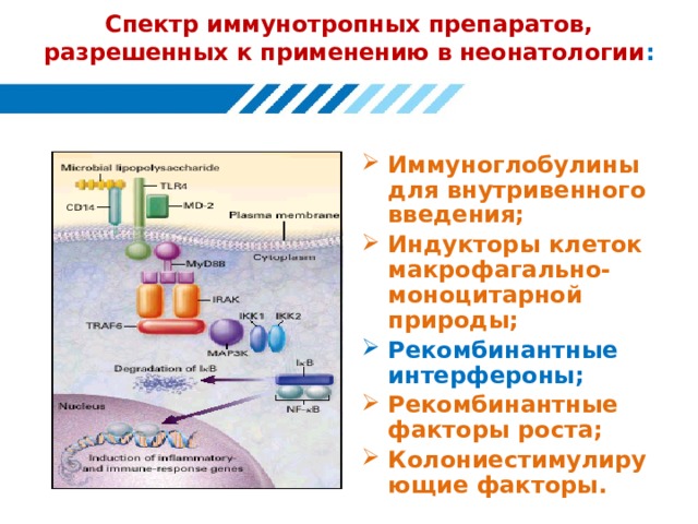 Спектр иммунотропных препаратов, разрешенных к применению в неонатологии : Иммуноглобулины для внутривенного введения; Индукторы клеток макрофагально-моноцитарной природы; Рекомбинантные интерфероны; Рекомбинантные факторы роста; Колониестимулирующие факторы. 