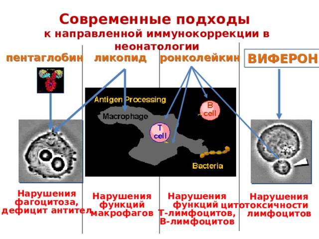 Современные подходы  к направленной иммунокоррекции в неонатологии ВИФЕРОН пентаглобин ронколейкин ликопид   Нарушения фагоцитоза, дефицит антител   Нарушения  Нарушения функций функций макрофагов Т-лимфоцитов, В-лимфоцитов Нарушения цитотоксичности лимфоцитов 